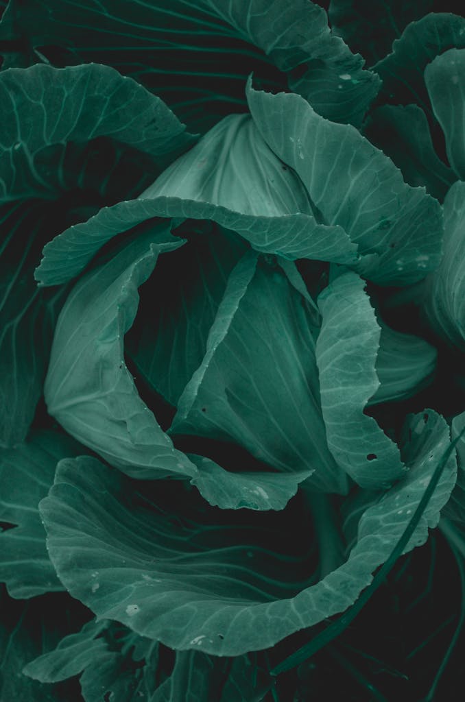 Detailed view of cabbage leaves showcasing rich green hues in Azuay, Ecuador.