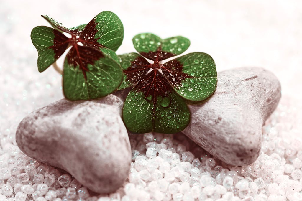 Thin flowers with drops of water on green petals placed on small heart shaped stones on decorative pebble on surface