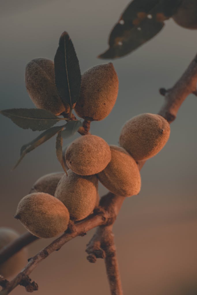 Detailed shot of almond nuts growing on a branch, captured during golden hour.