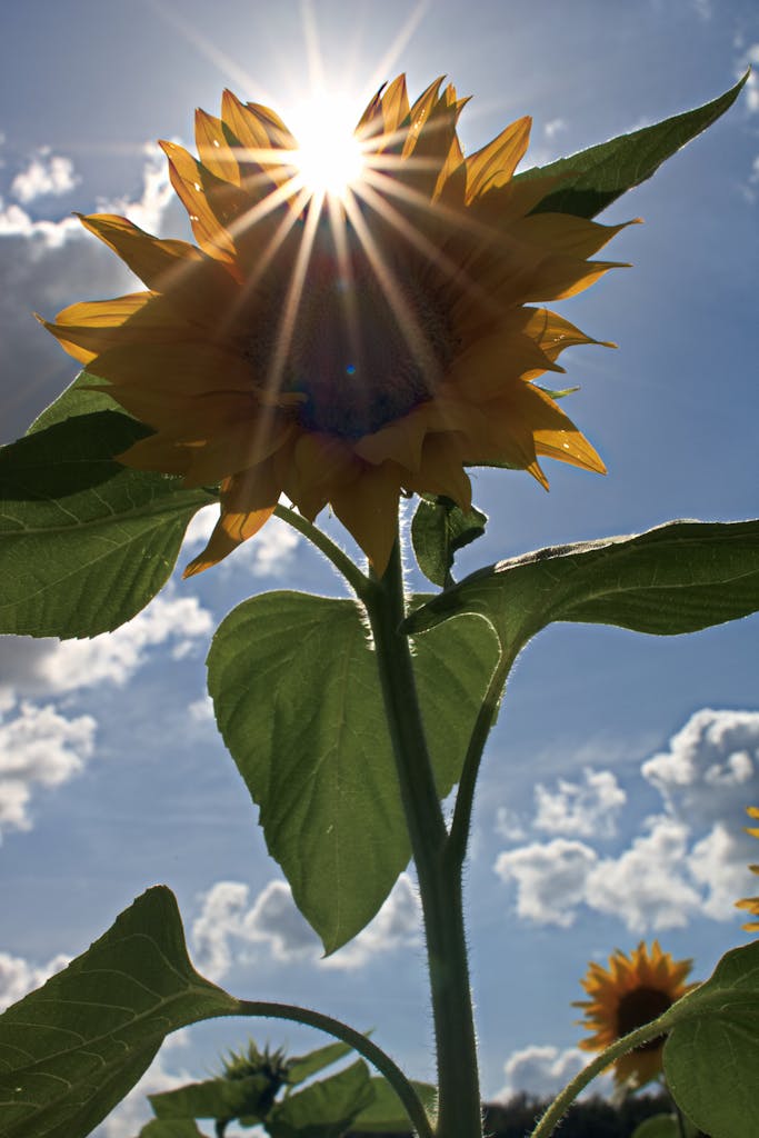 Vibrant sunflower with sun rays breaking through against a blue sky.